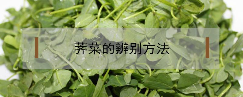 荠菜的辨别方法 怎么分辨荠荠菜