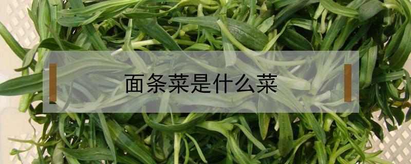 面条菜是什么菜 河南面条菜是什么菜