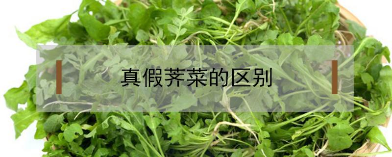 真假荠菜的区别 真荠菜和假荠菜