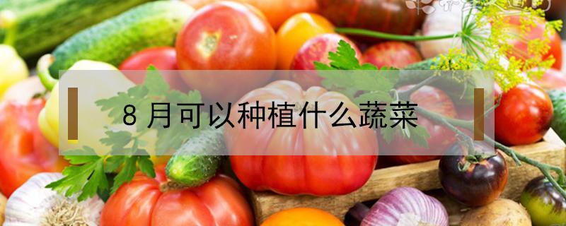 8月可以种植什么蔬菜 8月份可以种植什么蔬菜