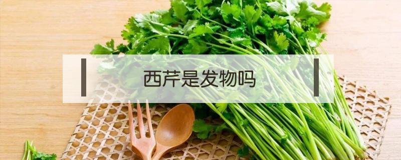 西芹是发物吗 西芹是发物吗?荨麻疹可以吃吗