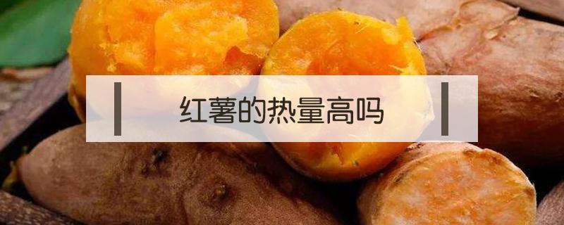 红薯的热量高吗(玉米和红薯的热量高吗)