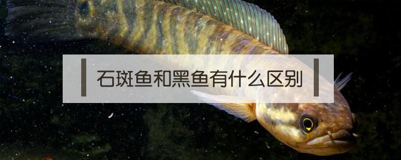 石斑鱼和黑鱼有什么区别（黑斑鱼和石斑鱼）