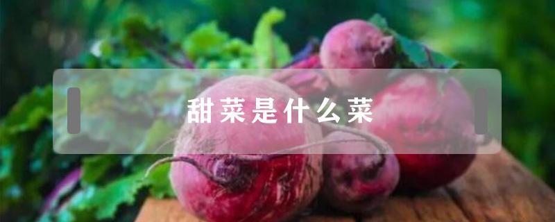 甜菜是什么菜 甜菜是什么菜图片