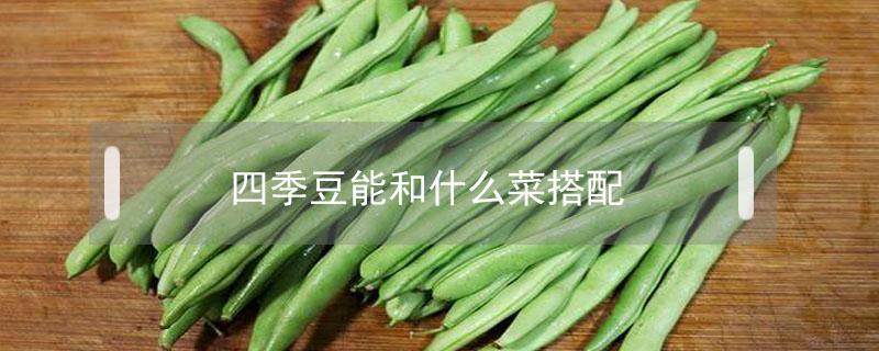 四季豆能和什么菜搭配(四季豆可以和什么配菜)