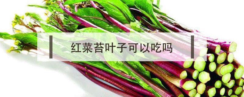 红菜苔叶子可以吃吗（菜苔叶子能吃吗）