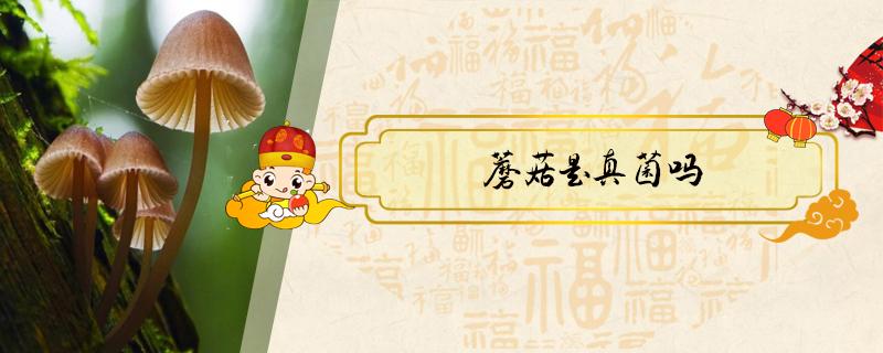 蘑菇是真菌吗 蘑菇是真菌吗,为什么肉眼能看见