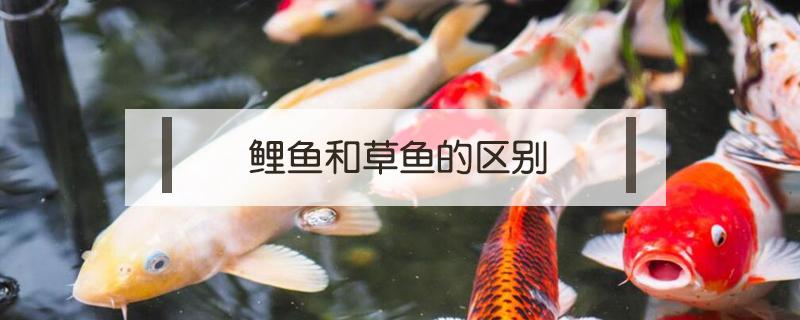鲤鱼和草鱼的区别（鲤鱼和草鱼的区别在哪里）