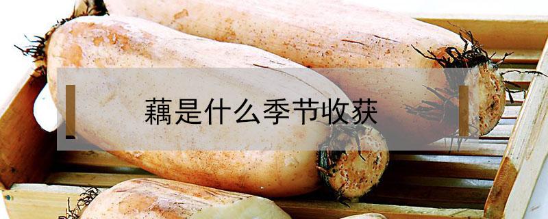 藕是什么季节收获(藕是什么季节收获百度百科)