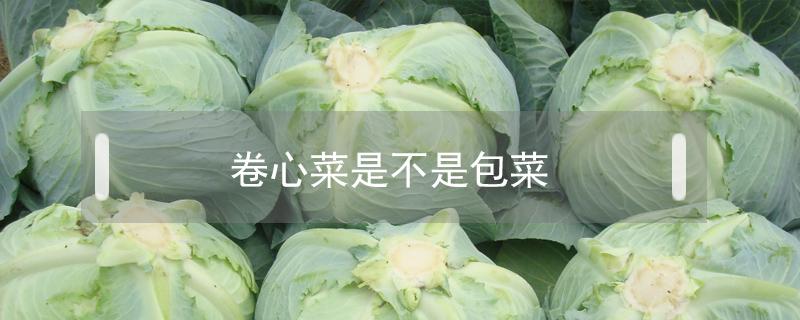 卷心菜是不是包菜 卷心菜也是包菜吗