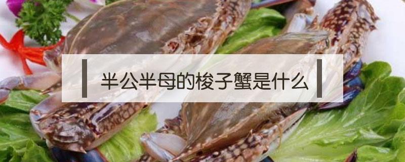 半公半母的梭子蟹是什么（半公半母的螃蟹）