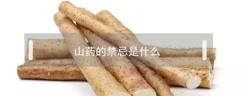 山药的禁忌是什么 山药的作用禁忌