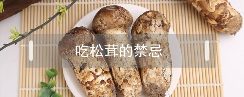 吃松茸的禁忌 吃松茸的禁忌新鲜松茸怎么保存