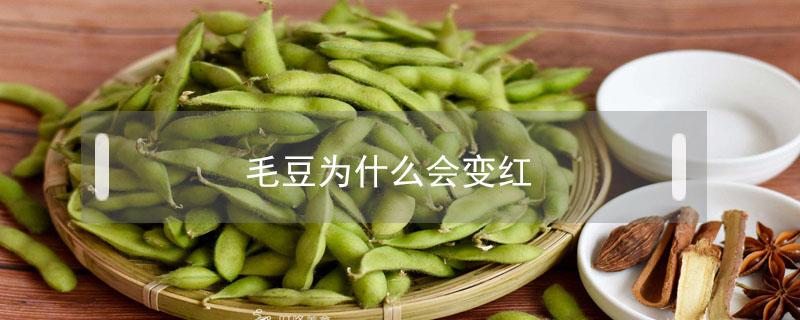 毛豆为什么会变红(毛豆变质的表现)