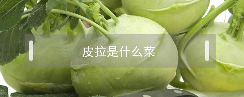 皮拉是什么菜（皮拉是什么菜图片）