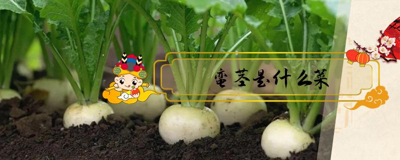 蛮茎是什么菜 蛮茎是什么菜图片