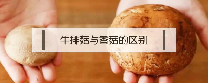 牛排菇与香菇的区别（牛排菇和草菇区别）