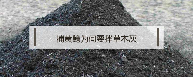 捕黄鳝为何要拌草木灰（野生黄鳝用什么料抓）