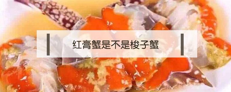 红膏蟹是不是梭子蟹 红膏 梭子蟹