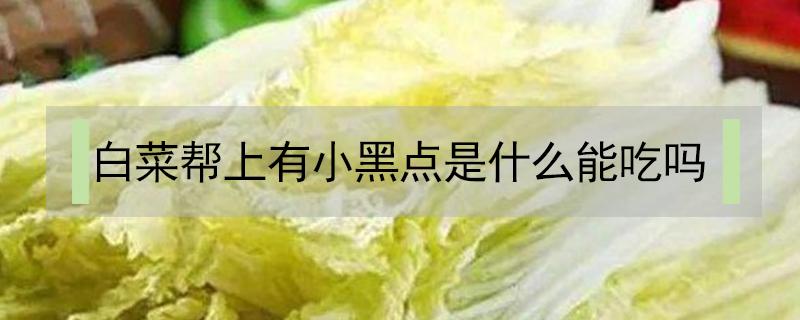 白菜帮上有小黑点是什么能吃吗 白菜帮上有小黑点是什么能吃吗有毒吗