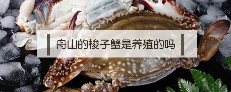 舟山的梭子蟹是养殖的吗（舟山梭子蟹养殖基地）