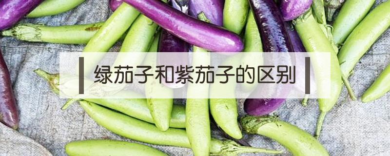 绿茄子和紫茄子的区别（紫茄子与绿茄子）