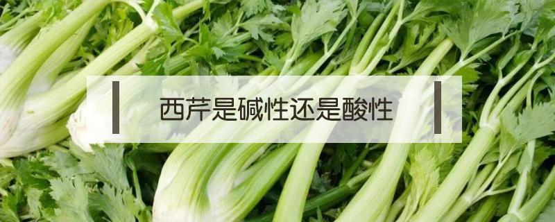 西芹是碱性还是酸性（西芹是碱性还是酸性食物）