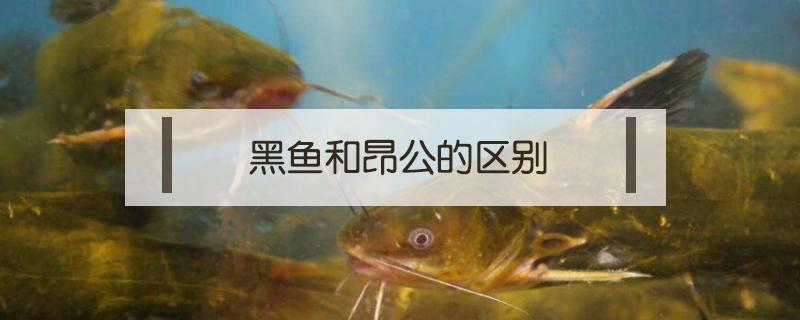 黑鱼和昂公的区别 和昂公鱼差不多的鱼