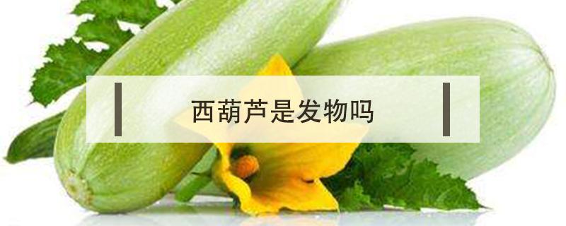 西葫芦是发物吗（西葫芦是发物么）