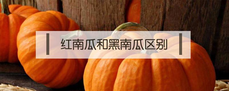 红南瓜和黑南瓜区别（黑北瓜和南瓜的区别）
