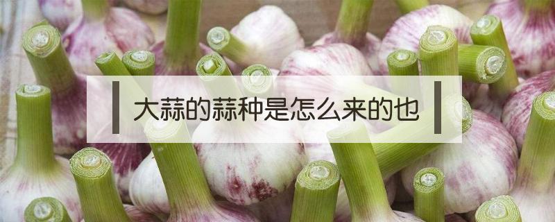 大蒜的蒜种是怎么来的也（种大蒜是怎么种的）