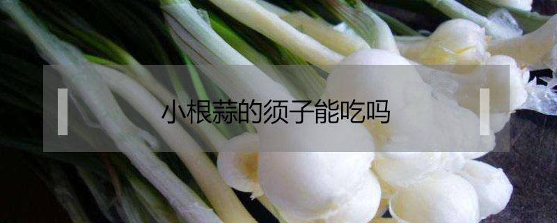 小根蒜的须子能吃吗 小根儿蒜的须子能吃吗?