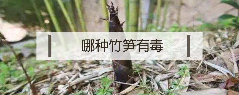 哪种竹笋有毒 哪种竹笋有毒图片