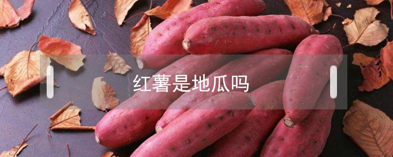 红薯是地瓜吗(红薯是地瓜么)