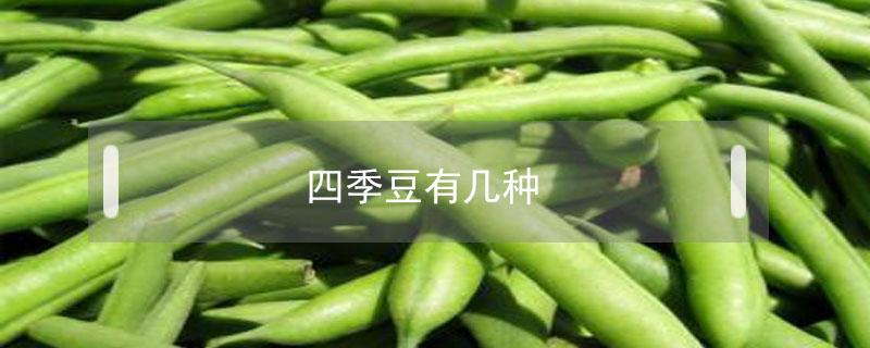 四季豆有几种（四季豆有几种叫法）