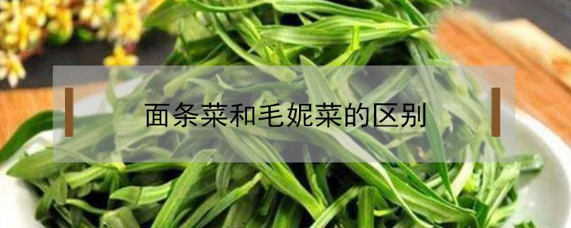 面条菜和毛妮菜的区别 面条和蔬菜