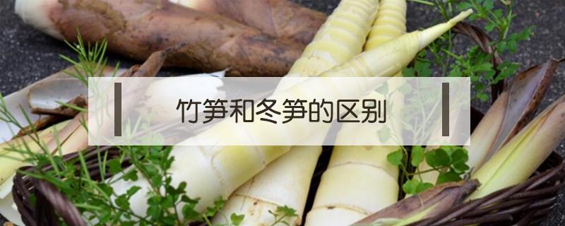 竹笋和冬笋的区别 毛竹笋和冬竹笋的区别