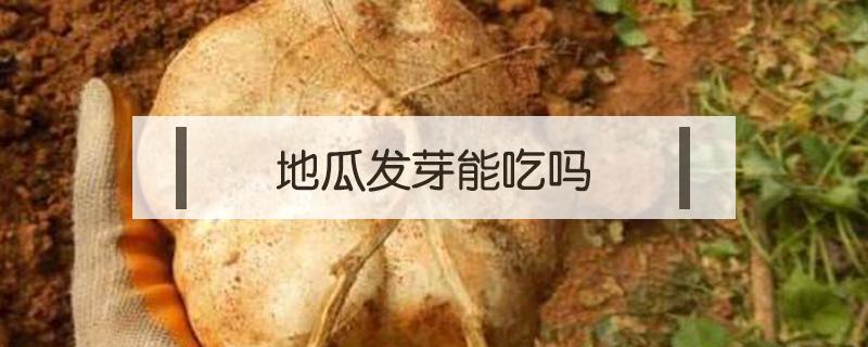 地瓜发芽能吃吗（海南桥头地瓜发芽能吃吗）