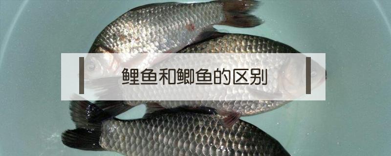 鲤鱼和鲫鱼的区别 鲤鱼和鲫鱼的区别图