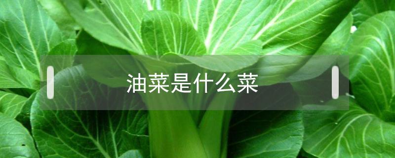 油菜是什么菜 潮汕油菜是什么菜