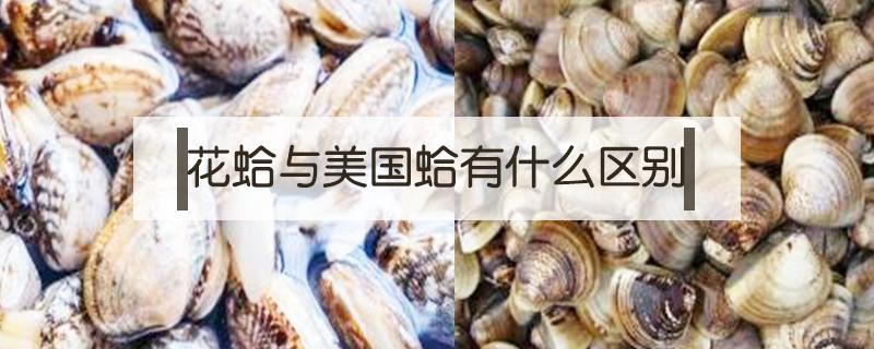 花蛤与美国蛤有什么区别（到底是花蛤还是花蛤）
