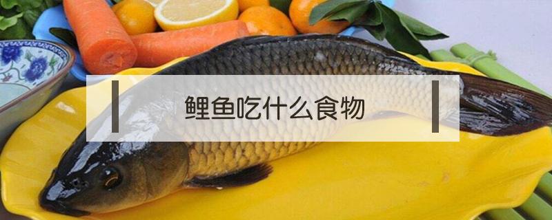 鲤鱼吃什么食物（家养鲤鱼吃什么食物）