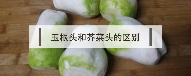 玉根头和芥菜头的区别 玉根头和芥菜头是一种吗