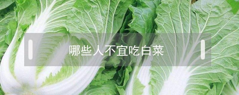 哪些人不宜吃白菜 哪些人不宜吃小白菜