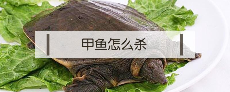 甲鱼怎么杀 甲鱼怎样宰杀
