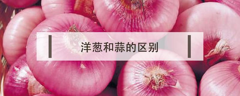 洋葱和蒜的区别（洋葱一样的蒜）