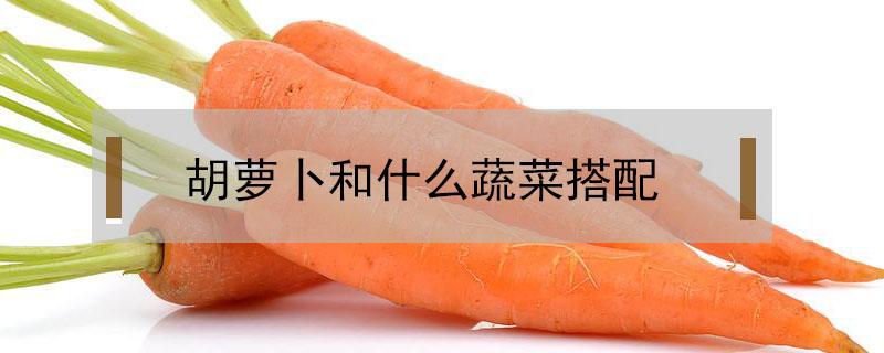 胡萝卜和什么蔬菜搭配 胡萝卜和什么蔬菜搭配能包饺子