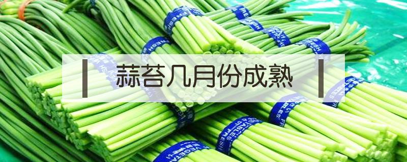 蒜苔几月份成熟（蒜苔成熟季节是几月份）