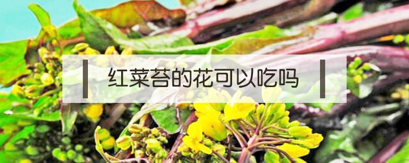 红菜苔的花可以吃吗 红苔菜花能吃吗
