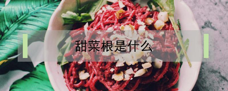 甜菜根是什么